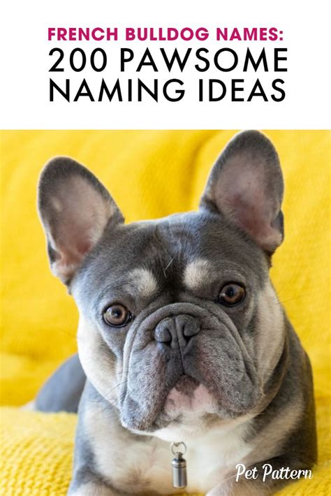 fat french bulldog names